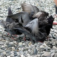 Дикие  голуби на  пляже :: Валерия  Полещикова 