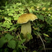 Белые грибы :: Ирина Антоновна