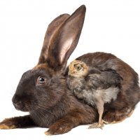 Кролик и цыплёнок :: Alex Bush