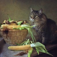 Про любителей кукурузы :: Ирина Приходько