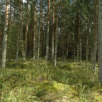 лес в августе :: Михаил Жуковский