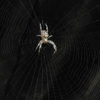 паук :: Александр Борисович
