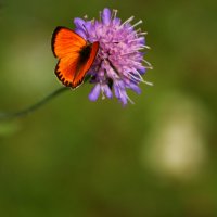 Оранжевая бабочка на фиолетовом цветке :: Мария 