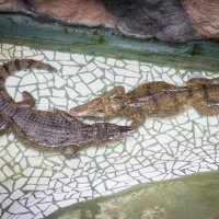 Крокодилы :: Сергей Тараторин