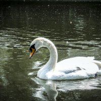 Белый лебедь на пруду :: Ольга Мансурова