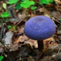 Фиолетовый гриб :: Милешкин Владимир Алексеевич 