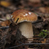 Белый гриб :: Кристина Щукина