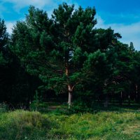 деревья в лесу :: Света Кондрашова