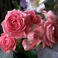 Букет из роз :: Елена Семигина