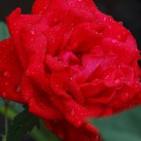 Роза августа под дождём... :: Тамара (st.tamara)