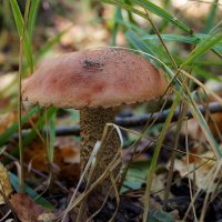 Осень-2016 (грибы) :: Елена Кирьянова