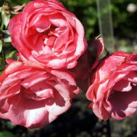 Роза "Bella Rosa". Год создания 1988. Группа флорибунда розы :: Елена Павлова (Смолова)