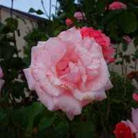 Розы сентября... :: Galina Dzubina