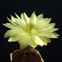 Цветок кактуса :: MPS 