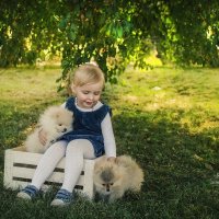 Фотосессия со щенками :: Яна Краснова