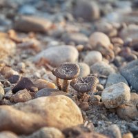 "Каменные" грибы :: Виктория Велес