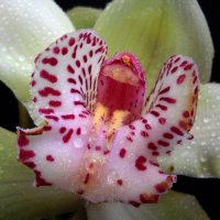 Орхидея :: Victoria 