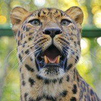 Дальневосточный леопард :: Светлана Винокурова