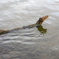 не только в озере лох-несс водятся чудовища :: Александр Шурпаков