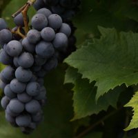 Приморский виноград :: Anna 