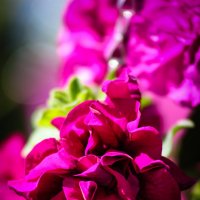 Purple rose :: Татьяна Пилипушко