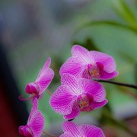 Орхидея :: Александр Коликов