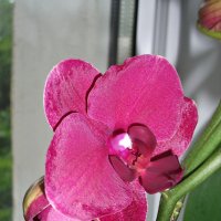Орхидея :: Валерия 