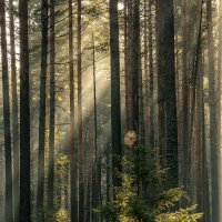 Утро в лесу :: Андрей Иванов