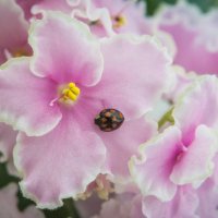 Violets and ladybird :: Sergey Oslopov 