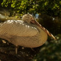 Кудрявый пеликан :: Оксана Лада