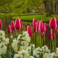 Keukenhof park :: Юрий Ващенко