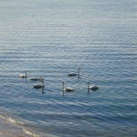 Лебеди на море :: Маргарита Батырева