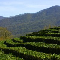 Чайная плантация :: nifaed 