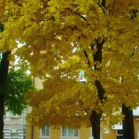 Осень в городе :: татьяна 