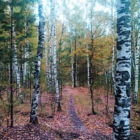 ....в осеннем лесу :: александр дмитриев 