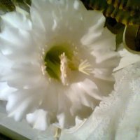 цветок кактуса :: Лара 