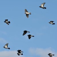 летите голуби, летите! :: linnud 
