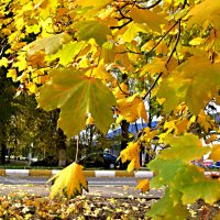 Осенью в парке :: Елена Семигина