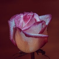 Цветы всегда и розы тоже! :: Сергей Бурлакин