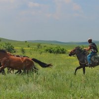 Сибирский ковбой. :: Наталья Юрова