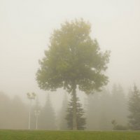 Дерево в утреннем тумане :: Сергей Тагиров