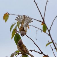 А вот и не подеремся..... :: Sergey (Apg)