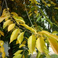 Осенние листья :: марина ковшова 