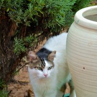 кошки Туниса :: Евгений Фролов