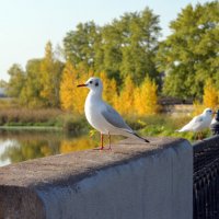 Одиночка :: Полина Потапова