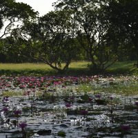 Лотосы-цветы Будды. Январская жара. Цейлон. The lotuses are the flowers of the Buddha. January heat :: Юрий Воронов