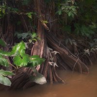 тропический лес :: svabboy photo