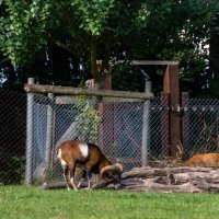 Wildpark, Düsseldorf :: Witalij Loewin