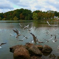 Чайки над озером :: Nina Yudicheva