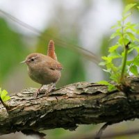 Крапивница! :: Светлана Масленникова